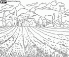 Agricultural landscape with the field and the farm house