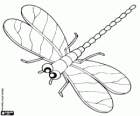 The dragonfly flying