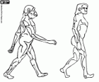 One of the stages in the evolution of man
