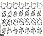 Four types of tree leaves