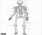 A human skeleton puzzle