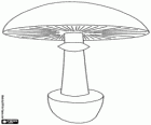Schematic drawing of a mushroom