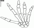 The bones of a hand of a human body