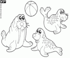 Two seals and a walrus in the circus