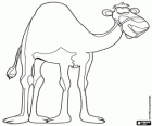 The camel in a break in the long journey from the East