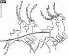 Four reindeer pulling the sleigh of Santa Claus