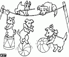 The performance in the circus of a group of acrobats dogs