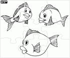 Puzzle of a group of fish with a big smile