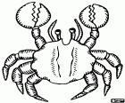 A terrestrial crab of large dimensions, a crustacean