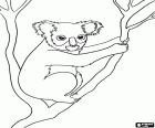 A koala on the branch of a tree, a marsupial from Australia
