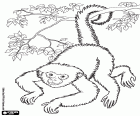 A monkey upside-down, hanging from the branch of the tree by the tail