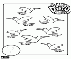 Learn how to count up to number seven with 7 tropical birds of Diego the adventurer