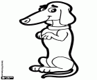 A very obedient dachshund dog is sitting on hind legs and is creating the shape of the number one