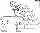 An adult reindeer with a Christmas collar and a bell beside a fir in the forest