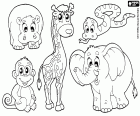 A group of five African wild animals, a hippopotamus, a monkey, a giraffe, a snake and an elephant