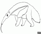 An anteater, a curious and sturdy animal that feeds exclusively on ants and termites