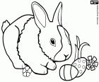 A little bunny finds two little Easter eggs among the flowers and the plants