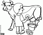 A farm worker cleans a cow with a sponge and a bucket of water