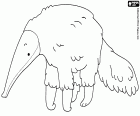 An anteater, an animal that eats ants and termites