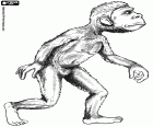 The first bipedal hominid, Australopithecus, the second stage of human evolution