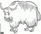 A yak, a large Asian bovid with long hair