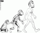 The first three stages of human evolution: hominid primate, Australopithecus and Homo erectus
