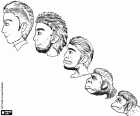 The heads of the five stages of human evolution. You can see the changes in the dimensions and shapes of heads