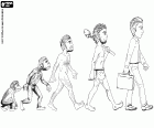 The human evolution represented in five stages from the hominid primate to the modern man, going through the first bipedal hominid, the homo erectus and the archaic homo sapiens