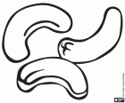 Cashews, edible seeds of a tropical tree, the cashew tree, Anacardium occidentale. This very nutritious nut used in confectionery and in snacks
