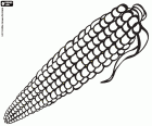 The ears contain the grains, the seeds of corn. The maize, the most cultivated cereal in the world, is originally of Mesoamerica and is the essential food in the Latin American cultures and in other regions of the world. With the corn you can prepare different recipes