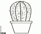 One of the many varieties of cacti that are used as a decorative plant in the houses. The cactus in a pot