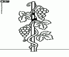 The grapevine, vitis, is a plant native from Asia, which is grown for its fruit, the grape. In this drawing we see a grapevine that grows around a stick with the bunches of grapes