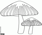 Two poisonous mushrooms with a conical shape hat with striped skin