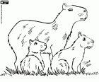 Capybaras are the largest rodents in the world. The capybara is a semi-aquatic mammal that live in herds in South America