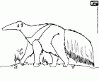 The anteater is a solitary animal that feeds on ants and termites with its long tongue