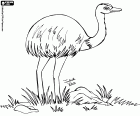 The rhea is a bird that can not fly, a species native to South America, similar to the ostrich and the emu
