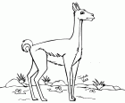 The guanaco is an animal from South America who can drink salt water