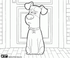 In this coloring page we see Max in front of his door. Max is the main protagonist of the films The Secret Life of Pets