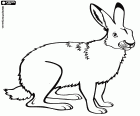An Arctic hare or polar hare