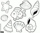 A collection of varied shells, a starfish and a fish