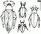 Four beetles of different sizes