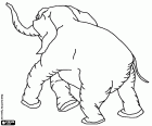 The elephant is walking with its trunk up. An adult elephant seen from the back