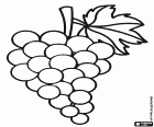 A basic drawing of a grapes bunch. The grape is the fruits of the vine. Grape grains form bunchs. There are different grape varieties