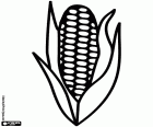 A drawing of a corn cob with the leaves. Maize is the world's most cultivated cereal, followed by wheat and rice