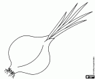 A coloring page of an onion with a sprout. The sprouted onion serves to sow and obtain more onions. Onion sprout is also edible
