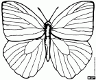 A coloring page of a four-winged butterfly