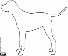 A coloring page with the silhouette of a large dog with a horizontal tail, a sign that the dog is interested in something