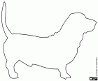 Dogs of the Basset hound breed are affable and loving, with an extremely developed sense of smell. The silhouette of the basset hound is very particular for its short legs and long body