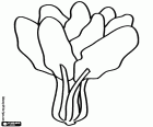 A coloring page of a bunch of spinach freshly picked from the vegetable garden. Spinach can be eaten raw or cooked and is high in fiber, vitamins, and minerals