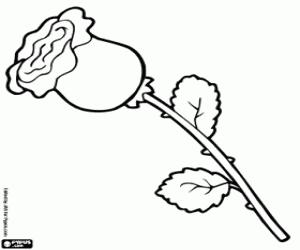 Red Rose coloring page